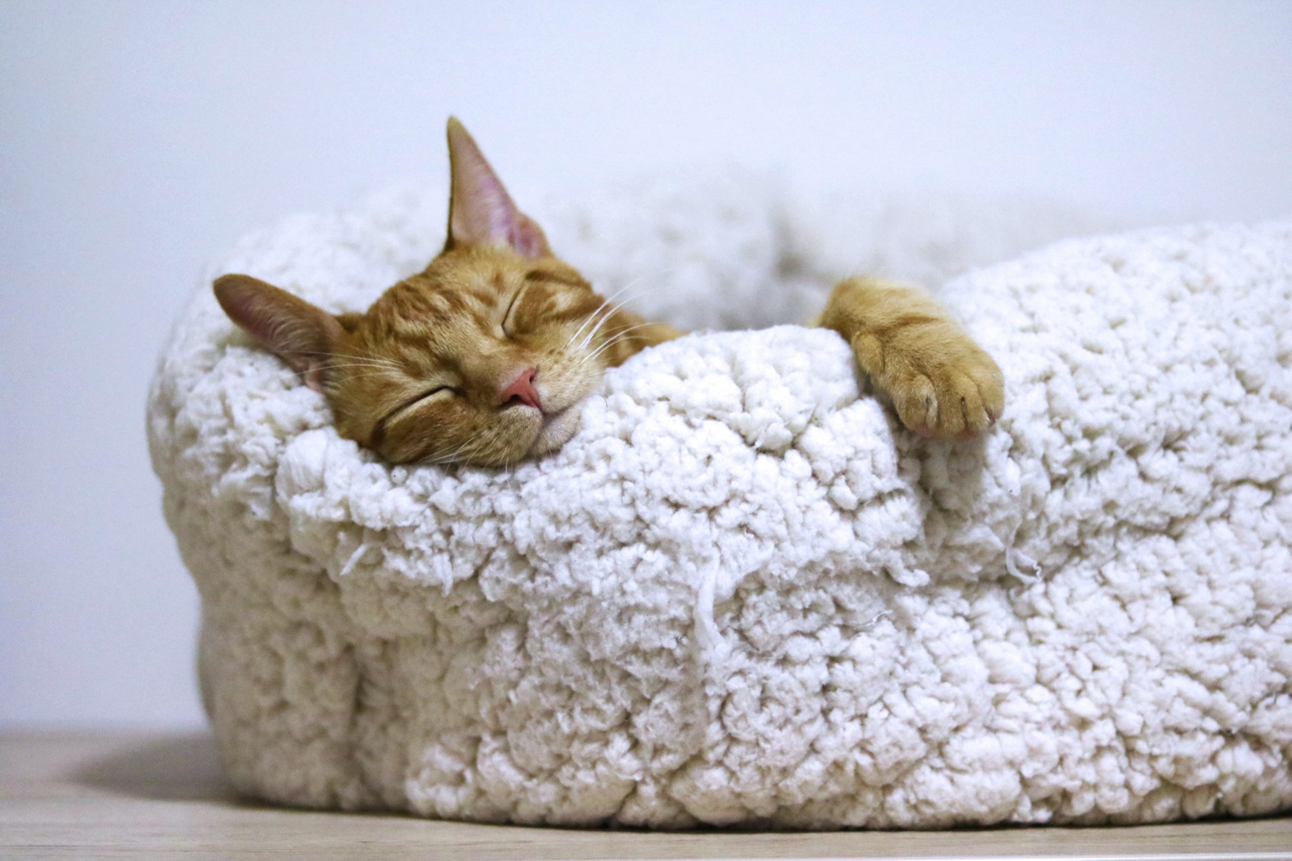 trending products cat bed